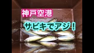 『早朝サビキ』小アジ釣れる。神戸空港リアルタイム