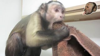 Capuchin Monkey versus Ice! Very Smart Monkey!