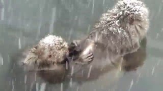 日本地獄谷野猿公苑看雪猴洗溫泉