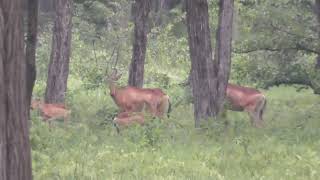 Lichtenstein´s Hartebeest with babies recorded form a distance