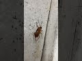 ants vs cockroach【閲覧注意】browsing attentionアリ vs ゴキブリ ants crab