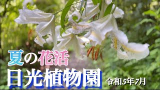 【日光植物園】7月　夏の山野草•野草　イワタバコ•レンゲショウマが咲き始めました