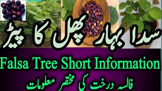 Falsa Tree Care | Grewia Asiatica Plant Information|  How to grow phalsa plant at home |  فالسہ.