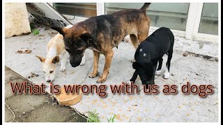 The dog mother and her three puppies stayed away from the crowd due to the expulsion from humans