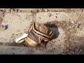 Ants attack snake to save bat