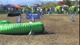 20141025新潟アジリティークラブ競技会JP1