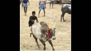 Waiting  N.புதூர் மஞ்சுவிரட்டு #சிவகங்கை_சீமை #shortsvideo #manjuvirattu #Mpk_photography