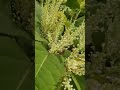 earthling bee co. puts bees on japanese knotweed video 2