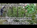 Tutorial mengatasi tungau cabe dan tunas cepat pulih