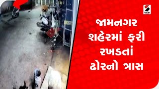 Jamnagar શહેરમાં ફરી રખડતાં ઢોરનો ત્રાસ @SandeshNewsTV