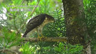 鳳頭蒼鷹/Crested Goshawk