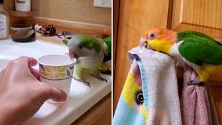 Compilation of parrots throwing items to the ground