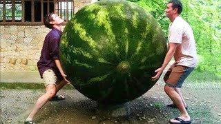 ଦୁନିଆର 15 ଟି ସବୁଠୁ ବଡ ଫଳ ଏବଂ ପନିପରିବା  II 15 Biggest Fruits \u0026 Vegetables Ever Created II