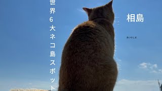 【相島】世界的猫スポット