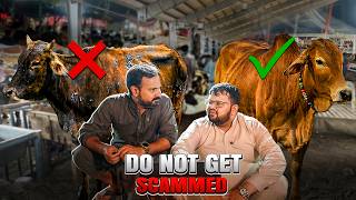 Mandi Main Qurbani SCAM Se Kese Bachen? - Hijack Series Ep. 2
