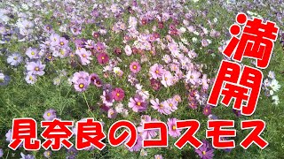 東温市見奈良2022年10月26日【コスモス】満開　  風で揺れるところが【かわいらしい】西条市から行ってみました