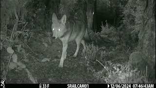 🐾Top Wildlife Encounters Captured on Our East 1 Trailcam in Western Washington! 🦌🐻 | PNW Highlights!