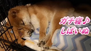 ガチ寝 柴犬まる子さん #しばいぬ #柴犬 #犬のいる生活