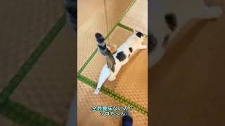 【家猫シロにおもちゃ】ネズミのおもちゃを近づけたら：無視してこたつで温まっているばぁばのところへ【オリジナル曲】#shorts#cat#猫 #外猫#家猫#猫のおもちゃ