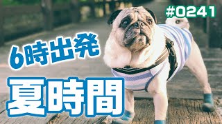 【6時出発夏時間】暑くなってきたので今日から散歩も夏時間になったパグ犬小虎[パグログ-0241]