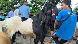 1.750 !! PE Super Calon Kontes Harga Murah Wayah PMK !! Pasar Kambing Kerek