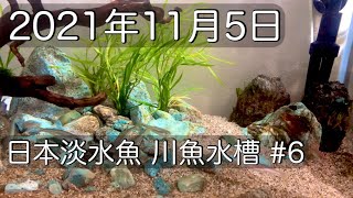 【日本淡水魚 日淡水槽#6】オイカワ カワムツ アブラハヤ 成長記録 餌やりシーンあり 2021年11月5日