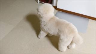 トイプードル　犬　寝起きのふらつき