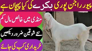 Pure Rajinpuri Goat Breed  || خالص راجن پوری بکری کی نشانیاں