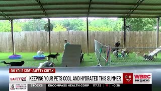 Keeping your pets cool and hydrated this summer