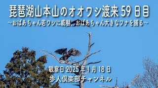 琵琶湖山本山のオオワシ渡来59日目2025年1月18日 オオワシの若鳥　おばあちゃんが威嚇　おばちゃんの狩りなど