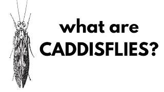 What Are Caddisflies?