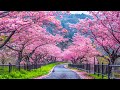 Gentle healing music for health and calming the nervous system, deep relaxation #41