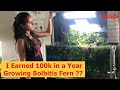 How To Earn 100K in a Year | Growing Bolbitis Fern | Favourite Plant | Growing Plants Tips &  Tricks