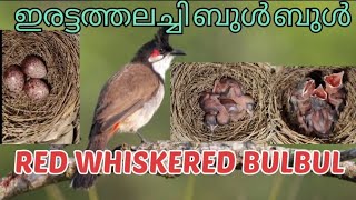 Red whiskered bulbul/ഇരട്ടത്തലച്ചി ബുൾബുൾ/egghatching to growing day by day#bulbul bird birth cycle