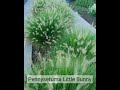 Using Pennysetum Little Bunny in garden design. #plant #interior #design