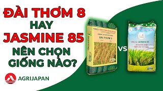 AgriJapan | ĐÀI THƠM 8 hay JASMINE 85, sạ giống nào cho vụ ĐÔNG XUÂN 2024 - Kế hay Chọn Giống #1