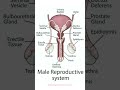 the male reproductive system the key to sperm production and fertility