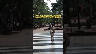 鹿の道路横断。いつものモタモタ歩き😆　#shorts   #奈良の鹿  #奈良公園　#deer  #narapark