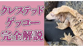 クレステッドゲッコーの飼育完全ガイド【2023年ver.】