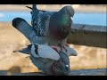 part8 புறா முட்டை போடுவதற்கு சிறுசிறு அறிகுறிகள் தமிழ் pigeon when lay egg karthik brothers media