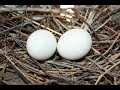 part8 புறா முட்டை போடுவதற்கு சிறுசிறு அறிகுறிகள் தமிழ் pigeon when lay egg karthik brothers media