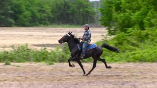 Tattoed Standardbred Trotter Speed Racking Stallion - Jacob Parks Horsemanship