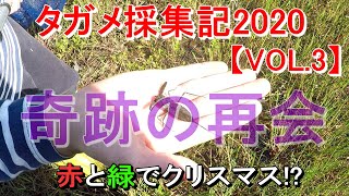 タガメ採集記2020【VOL.3】奇跡の再会なのか…赤と緑でクリスマス！？