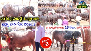 పశువుల మార్కెట్ Erragadda Buffalo Market | High Milk, Murrah Calfs Buffalo's For Sale | V9RaitheRaju