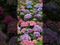 大埔海濱公園 繡球花海 tai po waterfront park sea of hydrangeas