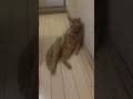 憔悴しきって帰宅した愛猫😿幽霊に遭遇した話を聞いてみました🤣😂