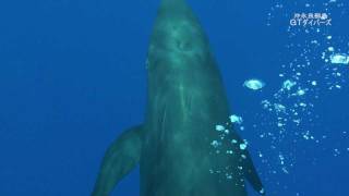 【水中映像】オキゴンドウの大群と泳ぐ (False Killer Whale)