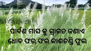 ପାର୍ବଣ ମାସ କୁ ସ୍ୱାଗତ ଜଣାଏ ଧୋବ ଫର ଫର କାଶତଣ୍ଡି ଫୁଲ