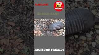 Armadillos😲ఒక రకమైన జాతులు🦡!!#telugufacts #Factsforfriends #viral shorts