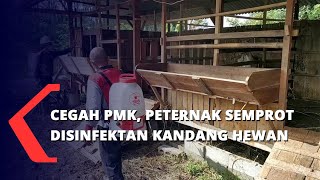 Cegah PMK, Peternak Semprot Disinfektan Kandang Hewan